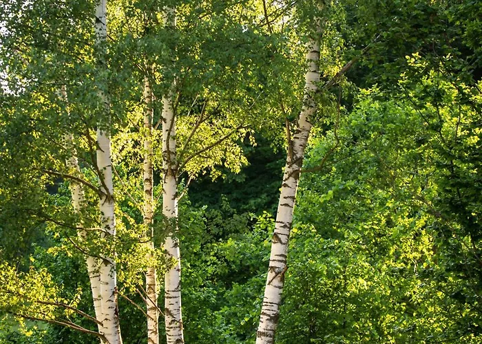 Farm stay Gornolotnie Kolo Karpacza *